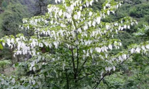 Có một cây quý hiếm tồn tại hơn 60 triệu năm trên trái đất chỉ mọc ở vùng núi cao, có gì đặc biệt mà được bảo tồn?