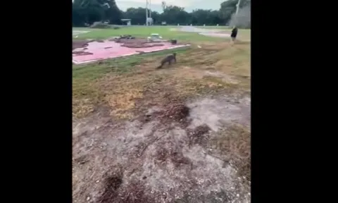 CLIP: Trâu rừng dũng mãnh húc bay sư tử để giải cứu thằn lằn