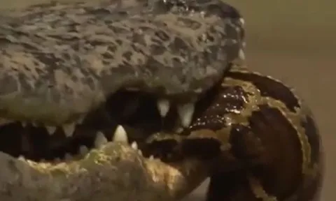 CLIP: Đi nhầm vào địa bàn của cá sấu, trăn gấm nhận cái kết đầy đau đớn