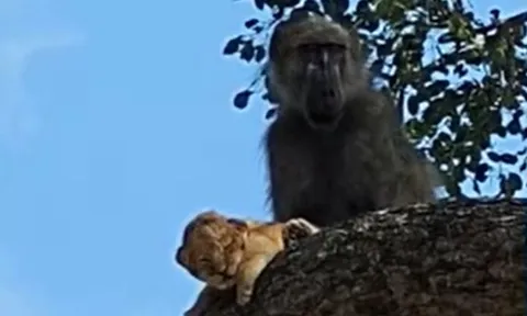 CLIP: Khỉ đầu chó bắt cóc sư tử con đem lên cây và cái kết