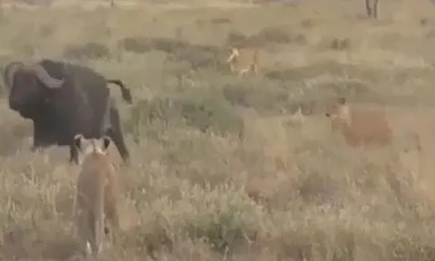 CLIP: Đi săn trâu rừng gặp ngay 'thứ dữ', đàn sư tử nhận ngay cái kết nhục nhã