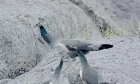 CLIP: Đi săn, báo hoa mai bị đàn chim công dọa cho 'vỡ mật'