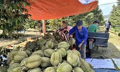 Phát triển kinh tế xanh phải gắn liền với chuyển đổi số