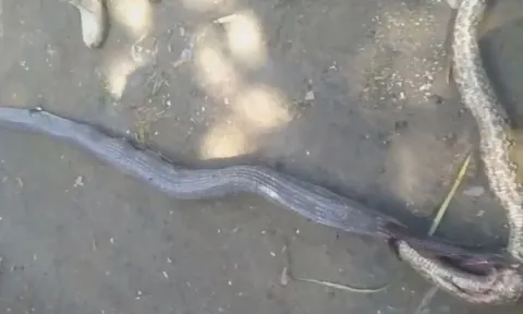 CLIP: Nuốt trăn vua, rắn hổ mang chúa nhận ngay 'quả báo'