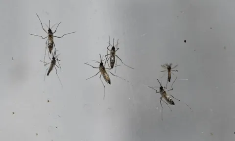 50 con muỗi cái chết ngay lập tức sau màn giao phối với muỗi đực, một thí nghiệm hứa hẹn xóa sổ mọi loài côn trùng gây hại trên hành tinh
