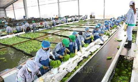 Doanh nghiệp Việt Nam đầu tư dự án nông nghiệp công nghệ cao quy mô lớn tại Campuchia