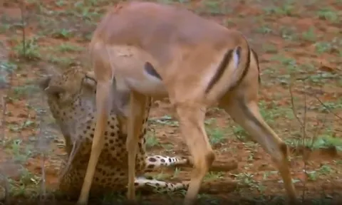 CLIP: Linh dương impala giả chết, thành công lừa được báo săn rồi tẩu thoát