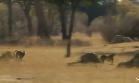 CLIP: Đi nhầm vào địa bàn của khỉ đầu chó, báo săn bị 'tẩn' cho 'ra bã'