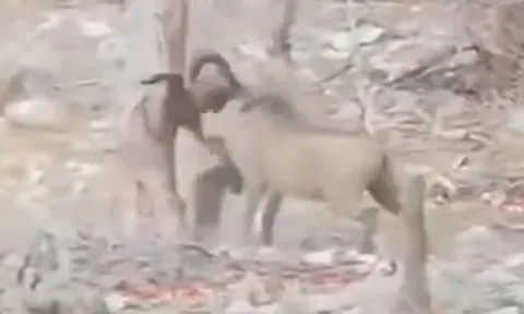 CLIP: Rơi vào tay lợn rừng, khỉ đầu chó bỏ mạng thương tâm