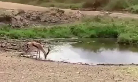 CLIP: Bị sư tử truy sát, linh dương có màn bẻ lái ngoạn mục khiến kẻ đi săn 'bẽ mặt'