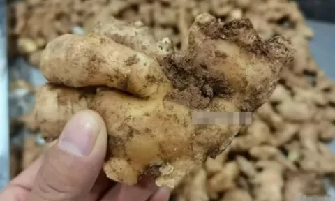 Bảo quản gừng 'chuyên nghiệp' với 3 mẹo cực hay này, gừng tươi ngon suốt cả năm, không sợ bị khô hay mọc mầm