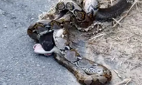 CLIP: 'Mãn nhãn' trước màn tử chiến 'nảy lửa' của rắn hổ mang chúa và trăn gấm