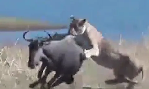 CLIP: Chủ động tấn công sư tử, linh dương đầu bò nhận cái kết đầy đau đớn