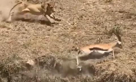 CLIP: Bị té ngã khi tháo chạy, linh dương impala nhận cái kết ai cũng đoán được