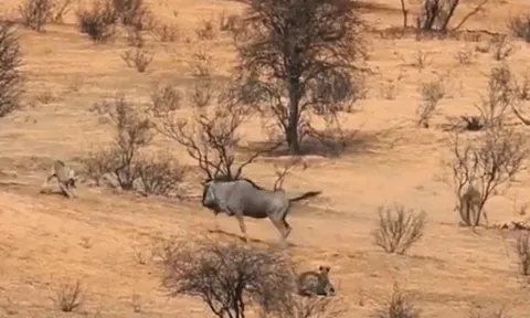 CLIP: Linh dương đầu bò một mình chống trả 2 con báo săn và cái kết mỹ mãn
