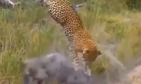 CLIP: Lợn rừng mẹ nổi điên truy sát báo đốm để giành lại con non