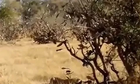 CLIP: Săn được đại bàng, báo hoa mai không ăn thịt mà vội vàng bỏ đi