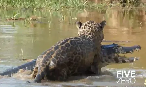 CLIP: Báo hoa mai phi thân xuống sông săn cá sấu caiman và cái kết