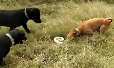 CLIP: 3 con chó nhà hợp sức tấn công rắn hổ mang và cái kết đầy đau đớn cho loài bò sát