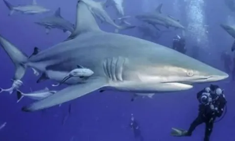 Tại sao con người chỉ ăn vây cá mập mà hiếm khi nghe nói đến việc ăn thịt cá mập? Thịt cá mập có thực sự không ngon?