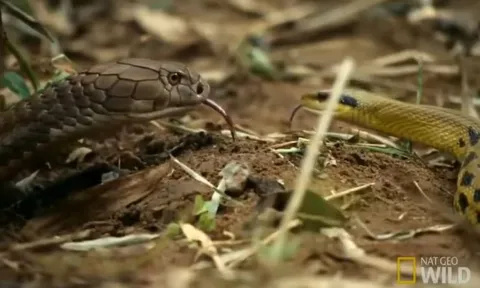 CLIP: Mãn nhãn trước màn tử chiến đầy gay cấn giữa trăn gấm và rắn hổ mang chúa 'khổng lồ'