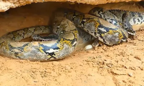 CLIP: Đi vào tổ trứng cá sấu kiếm ăn, số phận trăn gấm sẽ ra sao?
