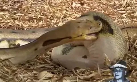 CLIP: Đói quá hóa điên, trăn gấm tự nuốt chính mình