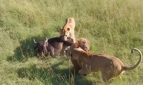 CLIP: ‘Vua lì đòn’ linh cẩu đòi cướp mồi của sư tử và cái kết đắng chát