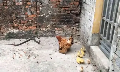 CLIP: Tấn công đàn gà và vịt, rắn hổ mang nhận cái kết 'muối mặt'