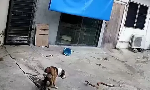 CLIP: Thấy rắn hổ mang lẻn và sân, chó nhà ra nghênh đón và cái kết