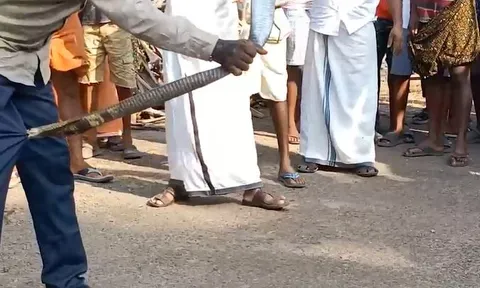 CLIP: Người đàn ông trổ tài bắt rắn hổ mang bằng tay không và cái kết đầy đau đớn