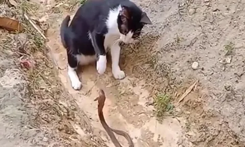 CLIP: Mèo 'tung chiêu độc' khiến rắn hổ mang 'co giò' bỏ chạy