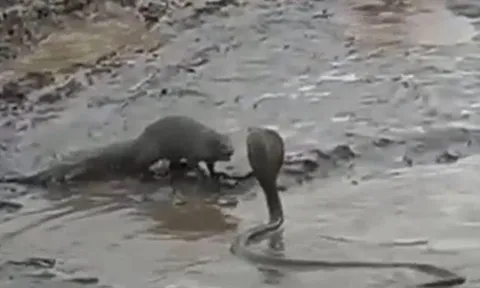 CLIP: Đối đầu với cầy mangut, rắn hổ mang bị kẻ thù 'xử tử' 