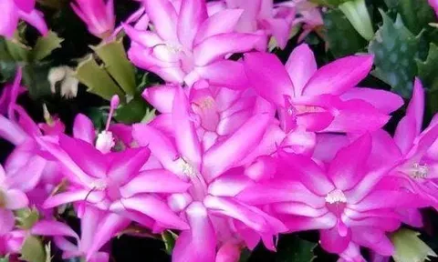 Rắc một nắm này vào chậu hoa cây cảnh, không lo bị sâu bọ, không bị thối rễ, lá có màu xanh bóng, hoa nở đầy chậu