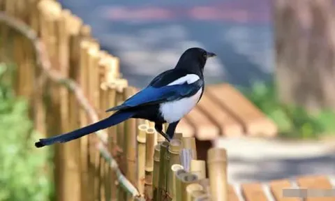 Có những dấu hiệu này ở nhà là điều may mắn, niềm vui từ trên trời rơi xuống, quý nhân sẽ đến