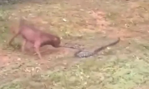CLIP: Mãn nhãn trước màn tử chiến' đầy gay cấn của chó Pitbull và rắn hổ mang chúa