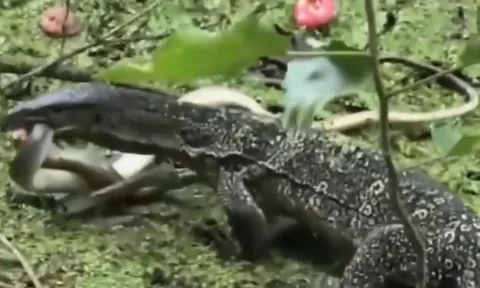 CLIP: Đụng độ kỳ đà Monitor, rắn hổ mang chúa chết thảm