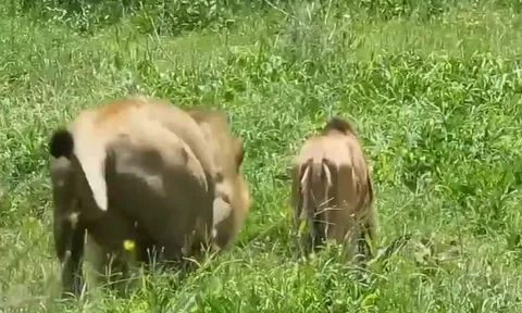 CLIP: Mải mê gặp cỏ, linh dương đầu bò bị sư tử 'xơi tái' cho tích tắc