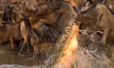 CLIP: Đang uống nước, linh dương đầu bò bị cá sấu kéo xuống và cái kết