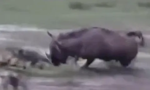 CLIP: Đi săn linh dương đầu bò, chó hoang châu Phi bị con mồi húc chết