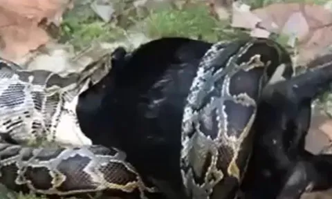 CLIP: Tham lam nuốt chửng dê núi, trăn ngấm suýt chết