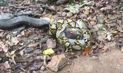 CLIP: Dù sắp mất mạng do trúng nọc độc của rắn hổ mang chúa, trăn gấm vẫn khiến đối thủ chết theo mình