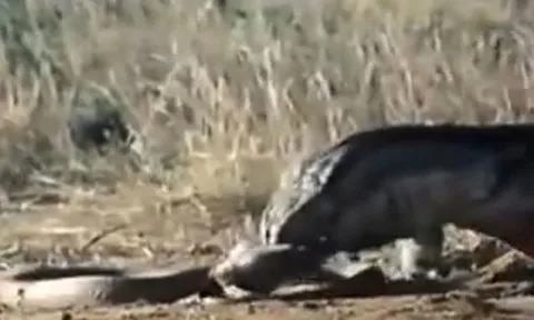 CLIP: Đối đầu với rồng Komodo, rắn hổ mang chúa 'khủng' nhận cái kết đầy đau đớn