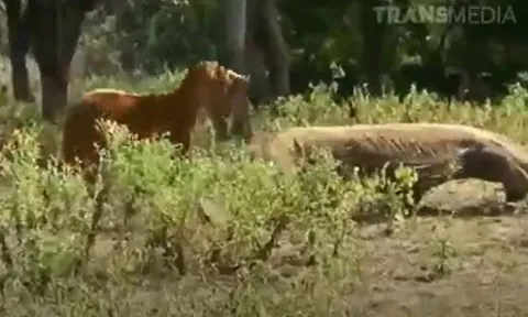 CLIP: Bị rồng Komodo cắn, dê núi nổi điên húc lại và cái cái khó đoán