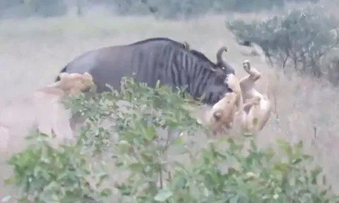 CLIP: Bị 2 con sư tử hạ gục, linh dương đầu bò hóa điên, 'hành' cho kẻ đi săn 'ra bã'