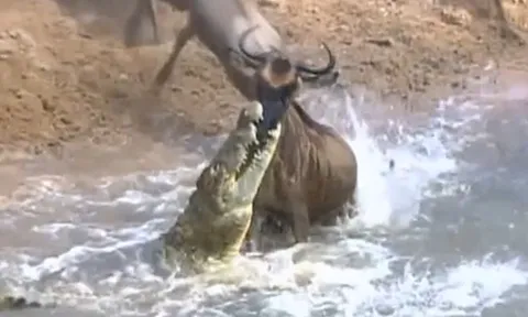 CLIP: Bị cá sấu ngoạm chặt đầu, linh dương đầu bò vẫn thoát chết ngoạn mục