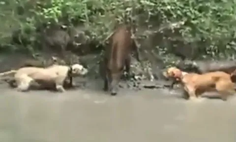 CLIP: Kinh hãi trước màn thủy chiến của 3 con chó Pitbull và lợn rừng
