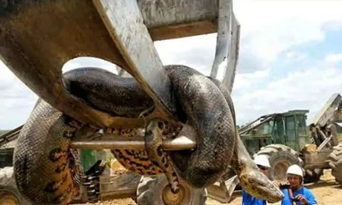 Con trăn lớn nhất thế giới từng được phát hiện có kích thước bao nhiêu?