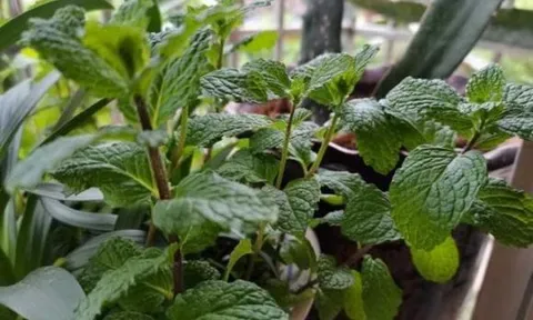 4 loại 'hoa đẹp' đuổi muỗi 'kỳ cựu', trồng một chậu ngoài ban công, muỗi không dám bén mảng