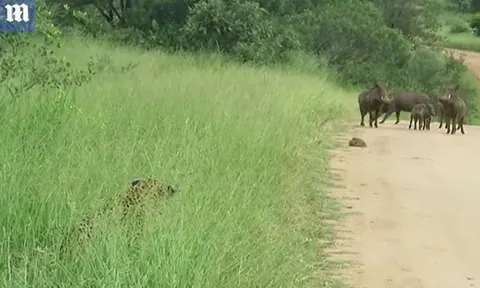 CLIP: Báo đốm 'chơi trốn tìm' với lợn rừng và cái kết